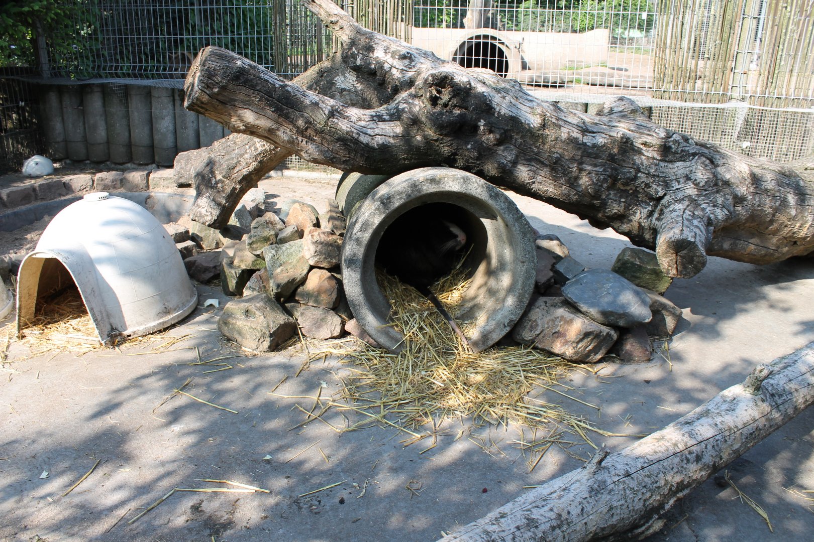 Coypu-enclosure