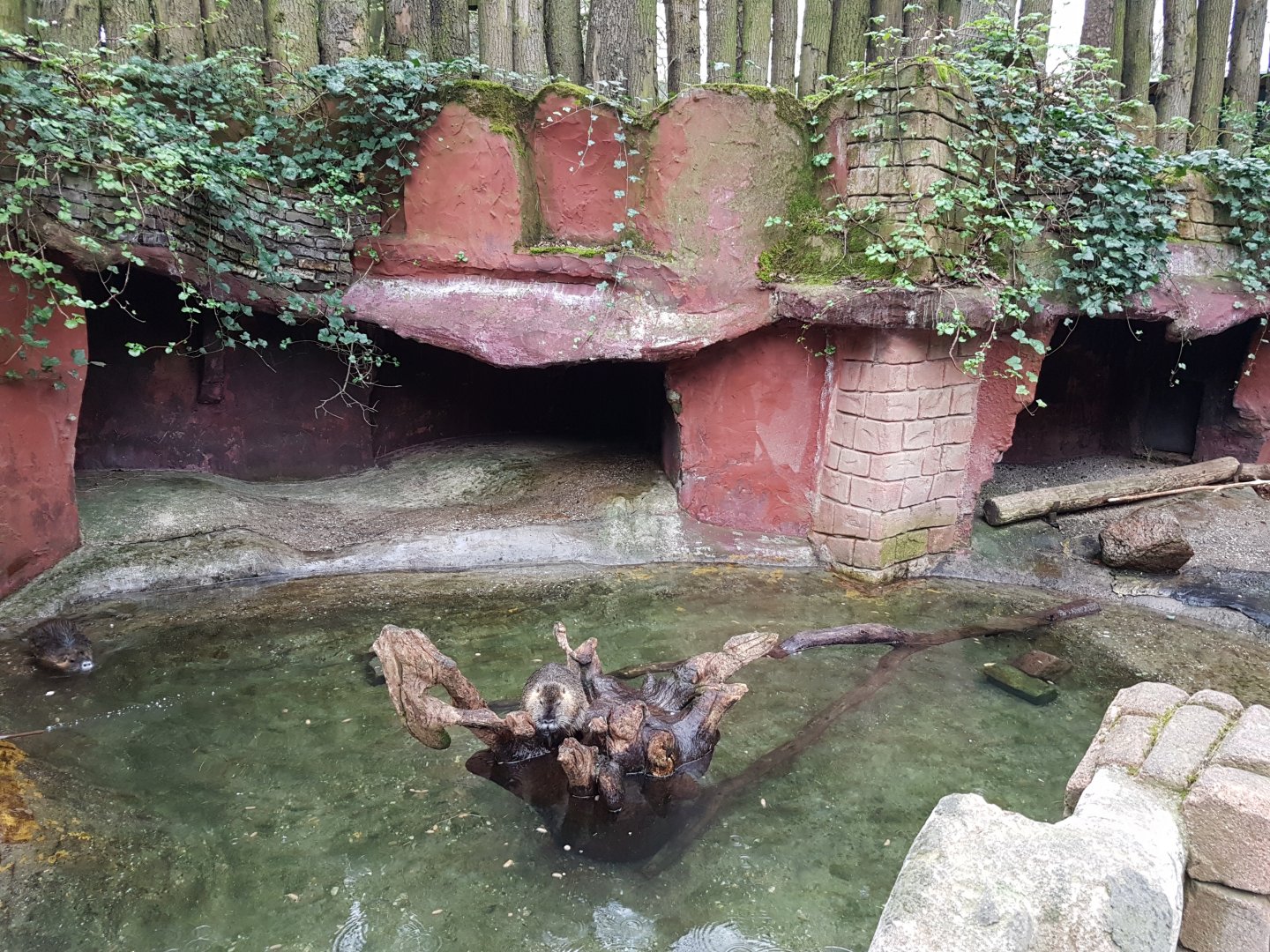 Coypu-enclosure