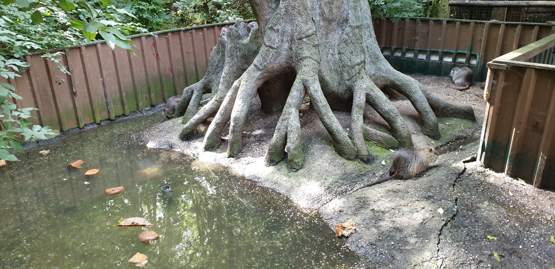 Coypu enclosure