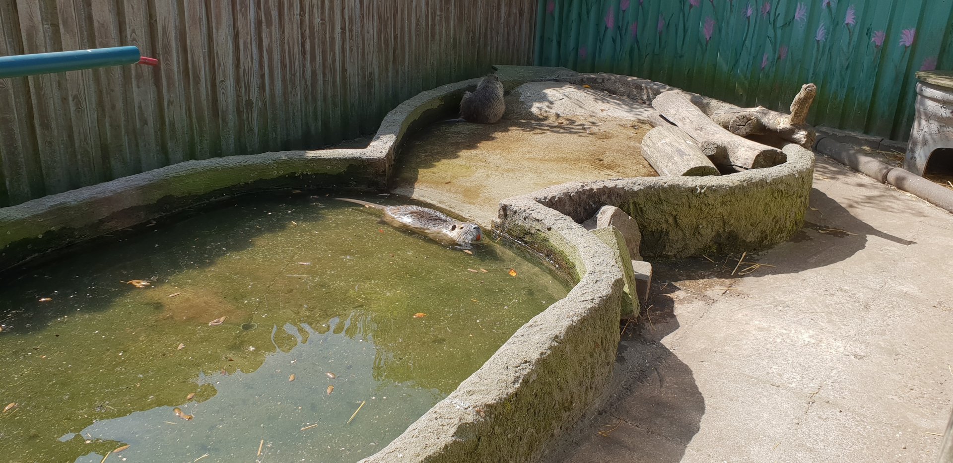Coypu-enclosure