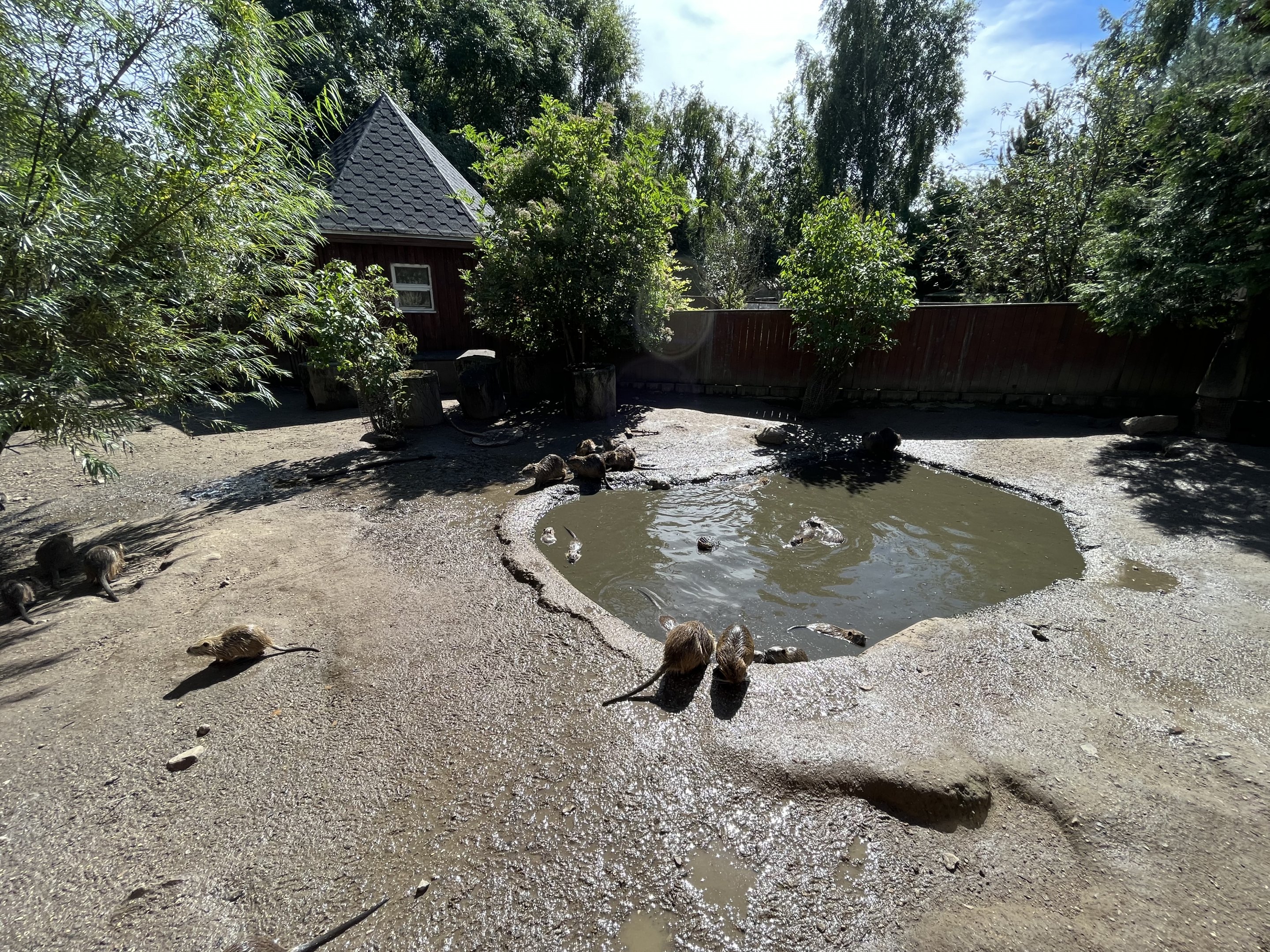 Coypu Exhibit (50+ animals)