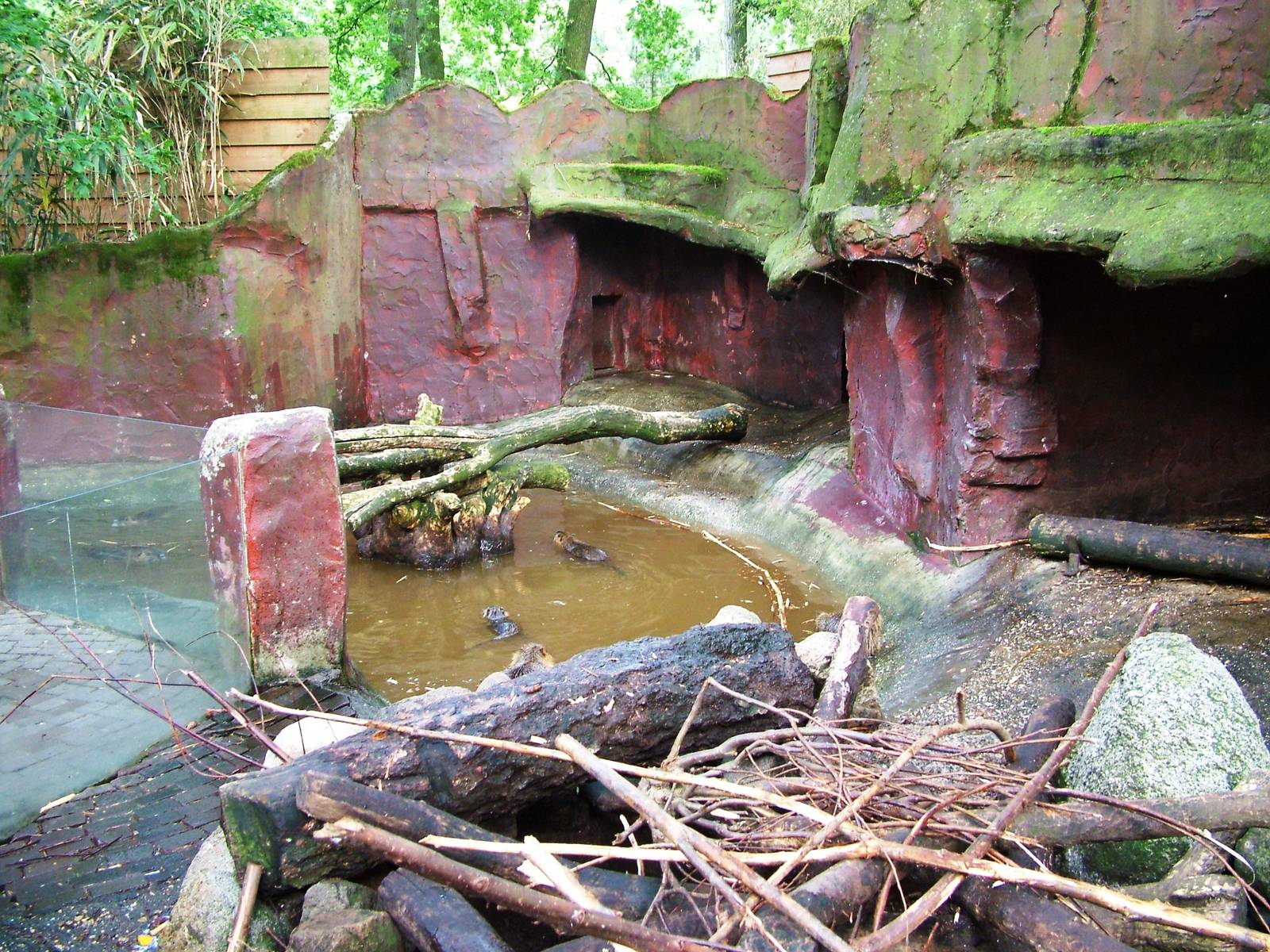 Coypu Exhibit at Amersfoort, 01/06/12