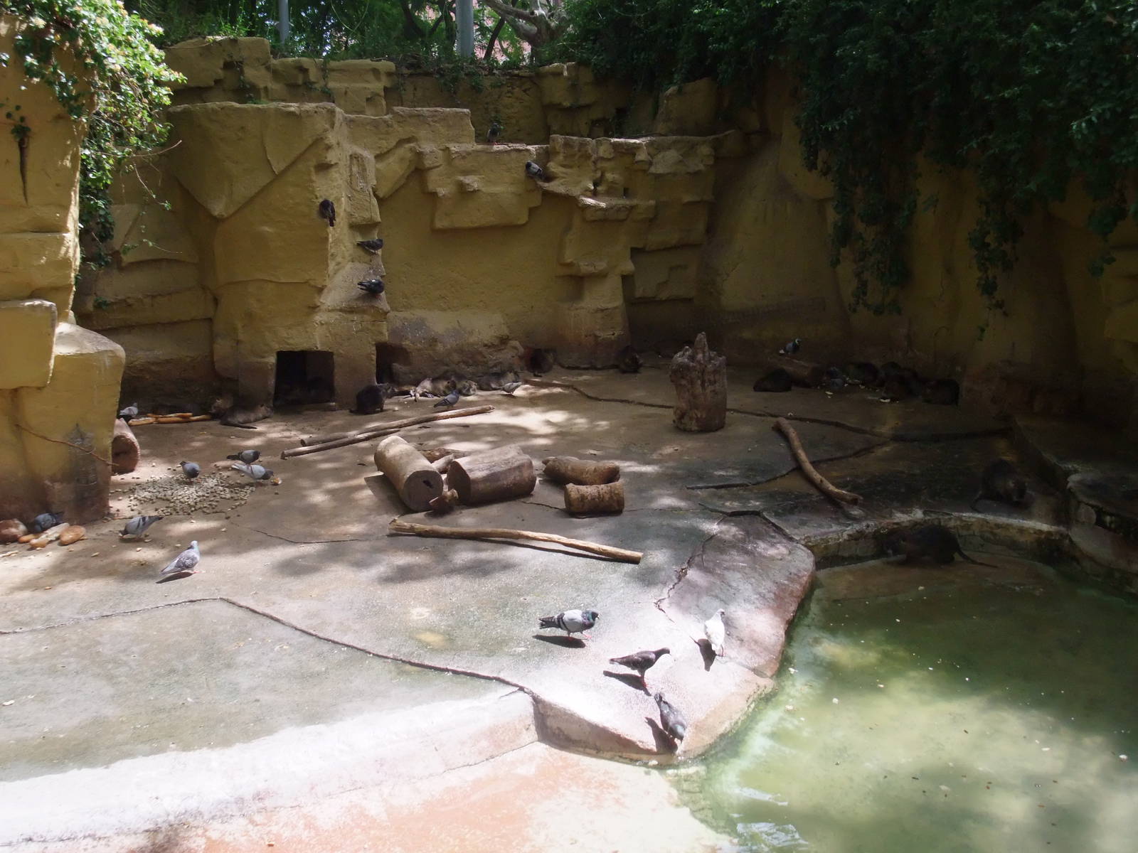 Coypu Exhibit at Barcelona, 30/05/11