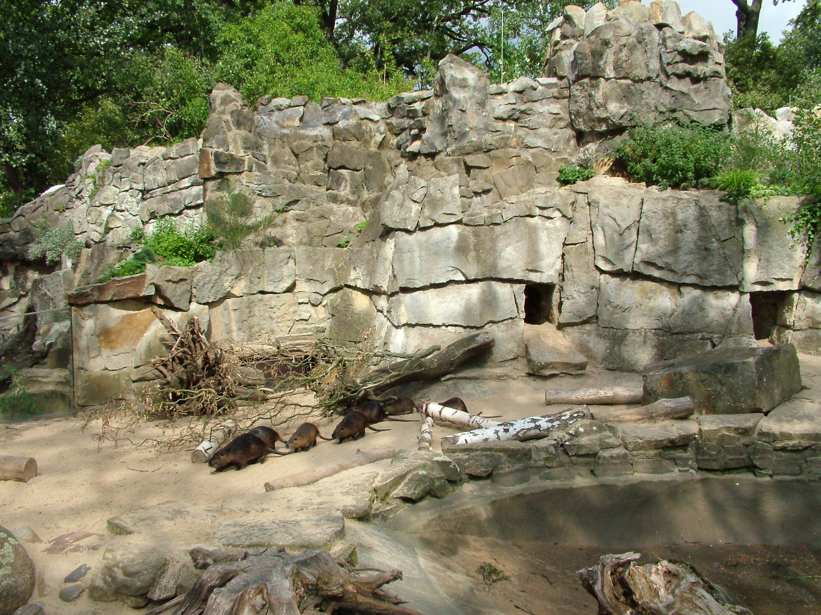 Coypu Exhibit at Berlin Zoo, 31/08/11