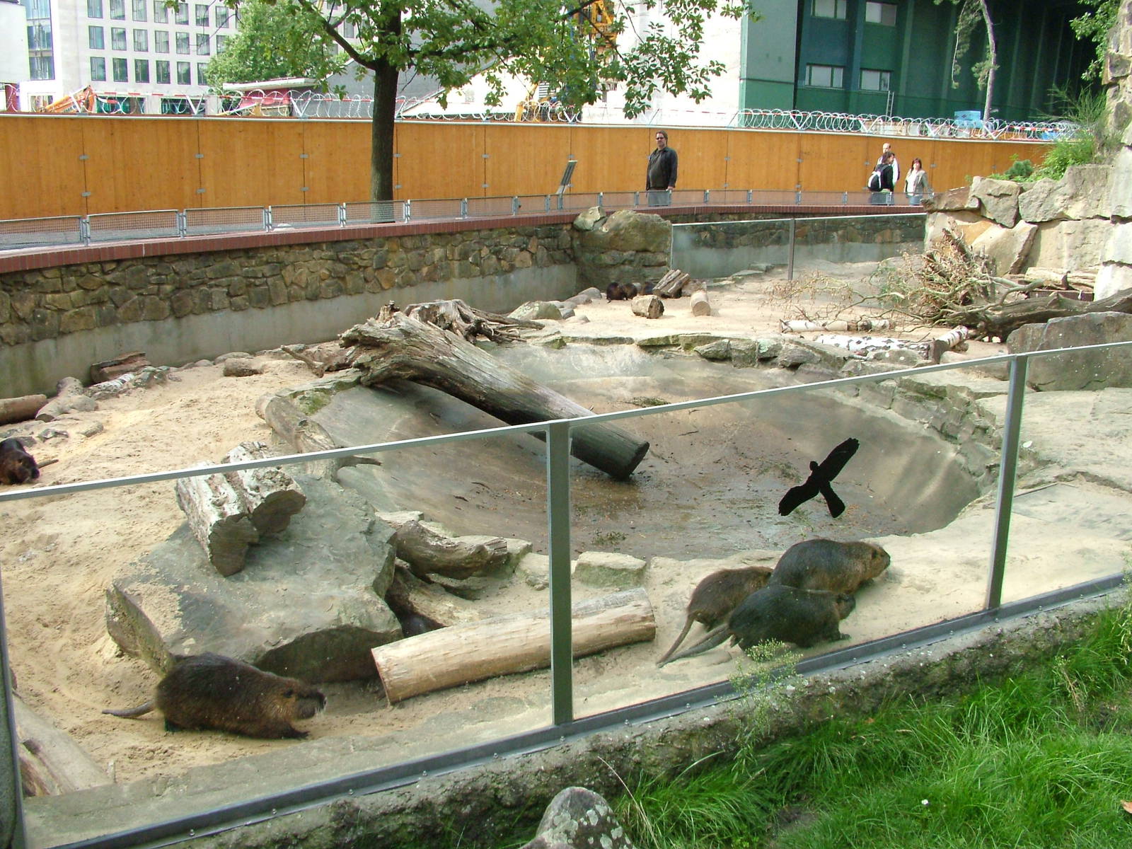 Coypu Exhibit at Berlin Zoo, 31/08/11