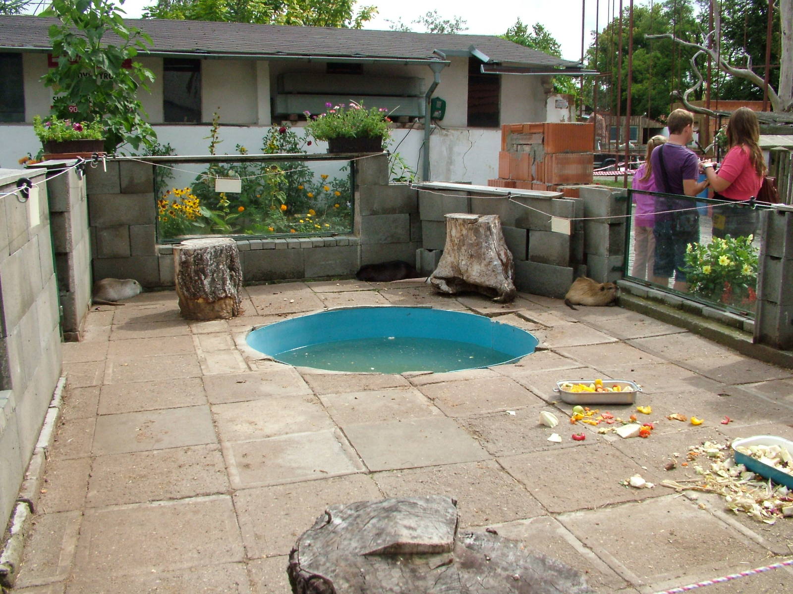 Coypu Exhibit at Chleby, 26/08/12