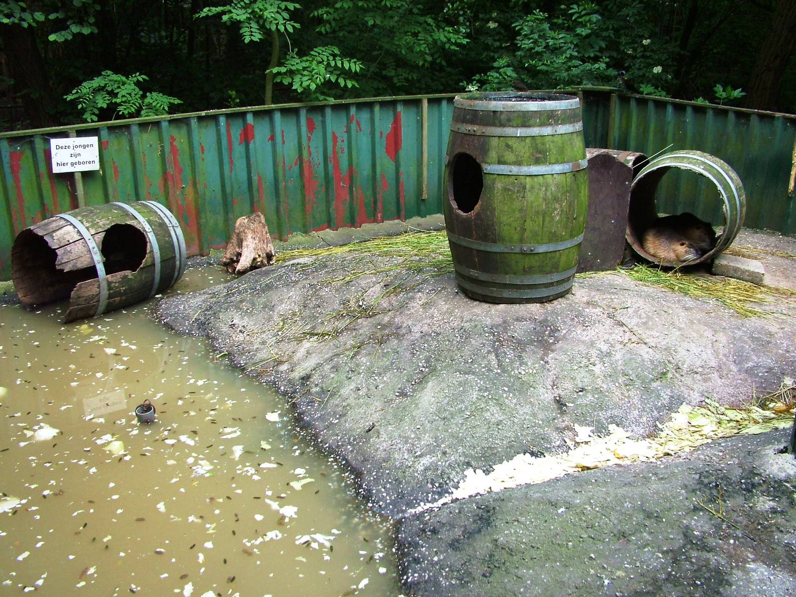 Coypu Exhibit at De Paay, 02/06/12