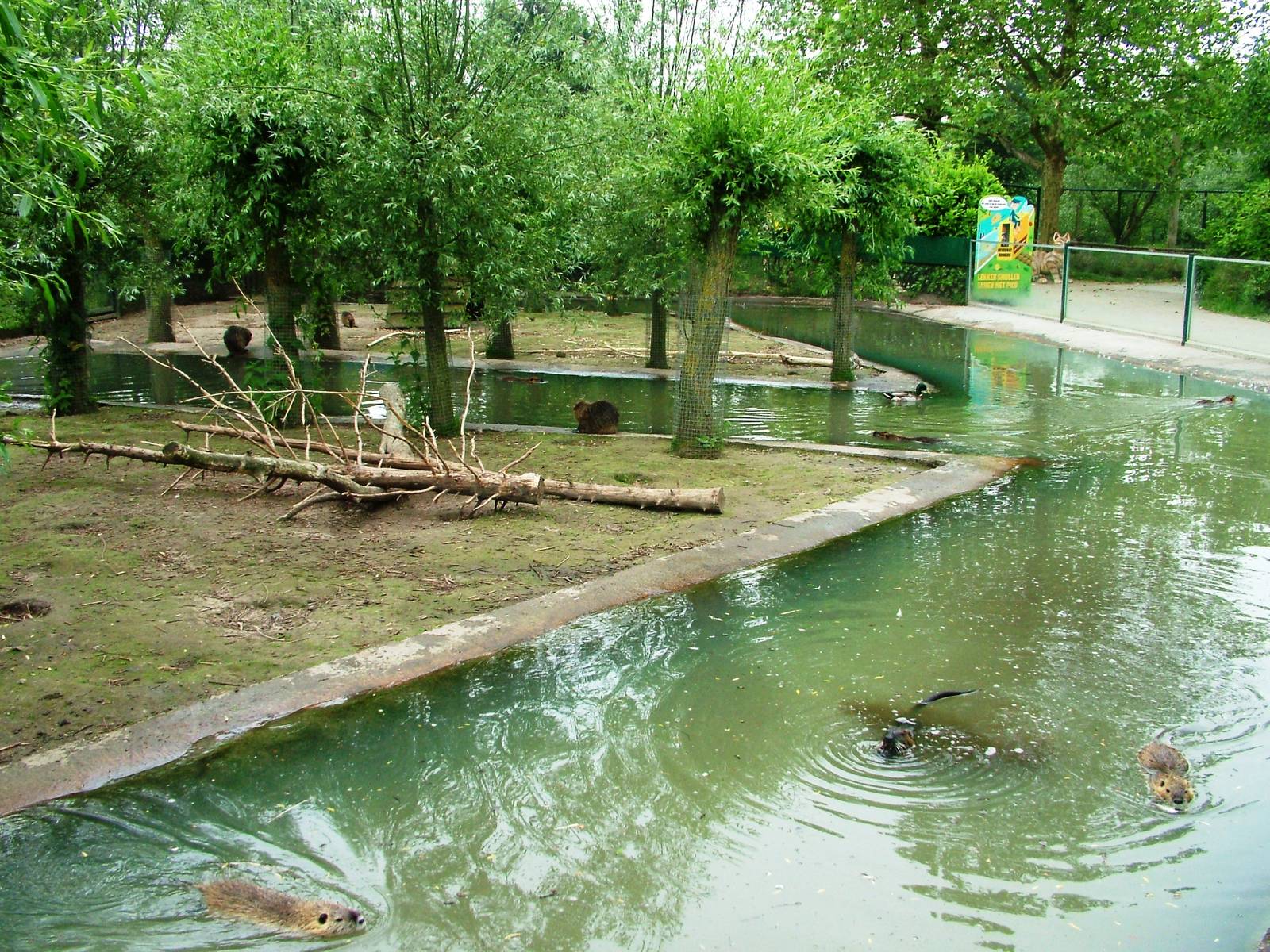 Coypu Exhibit at Dierenrijk, 31/05/12