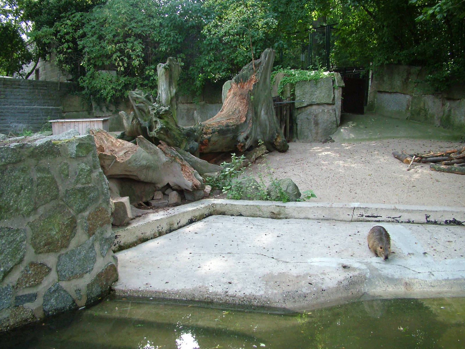 Coypu Exhibit at Halle, 04/09/11