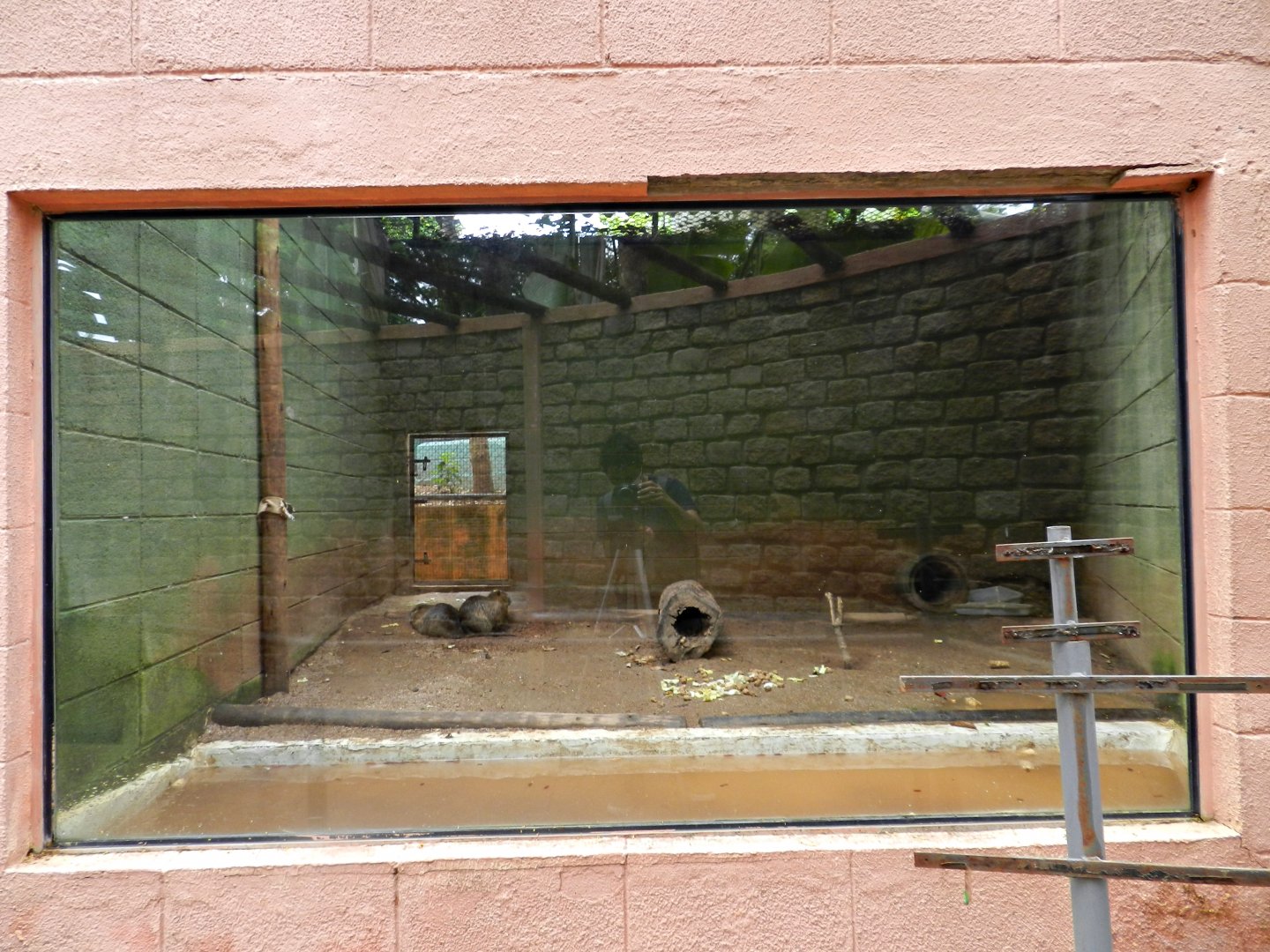 Coypu exhibit - Sorocaba zoo (PZMQB)