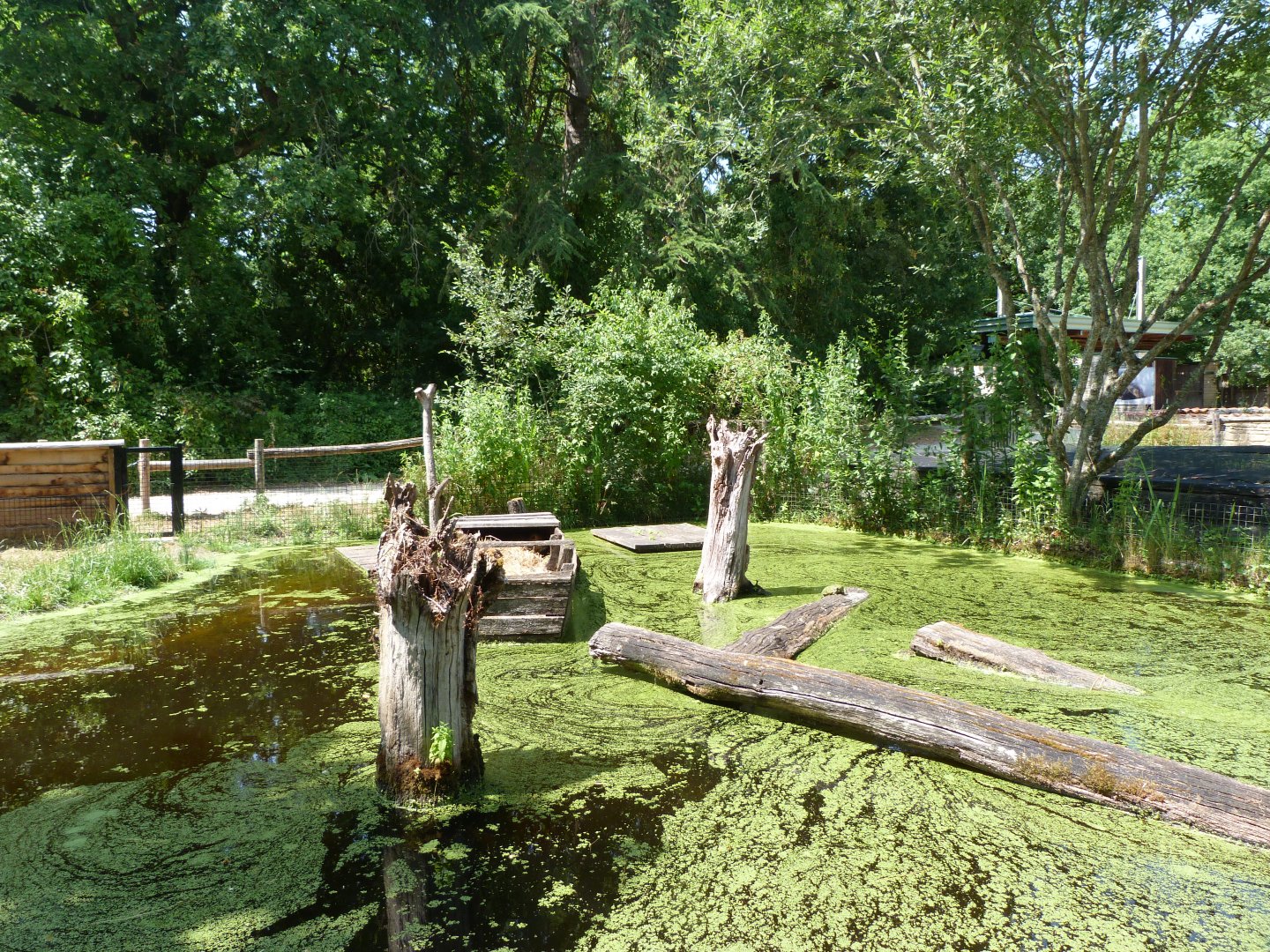 Coypu exhibit -Zoodyssée (2025)