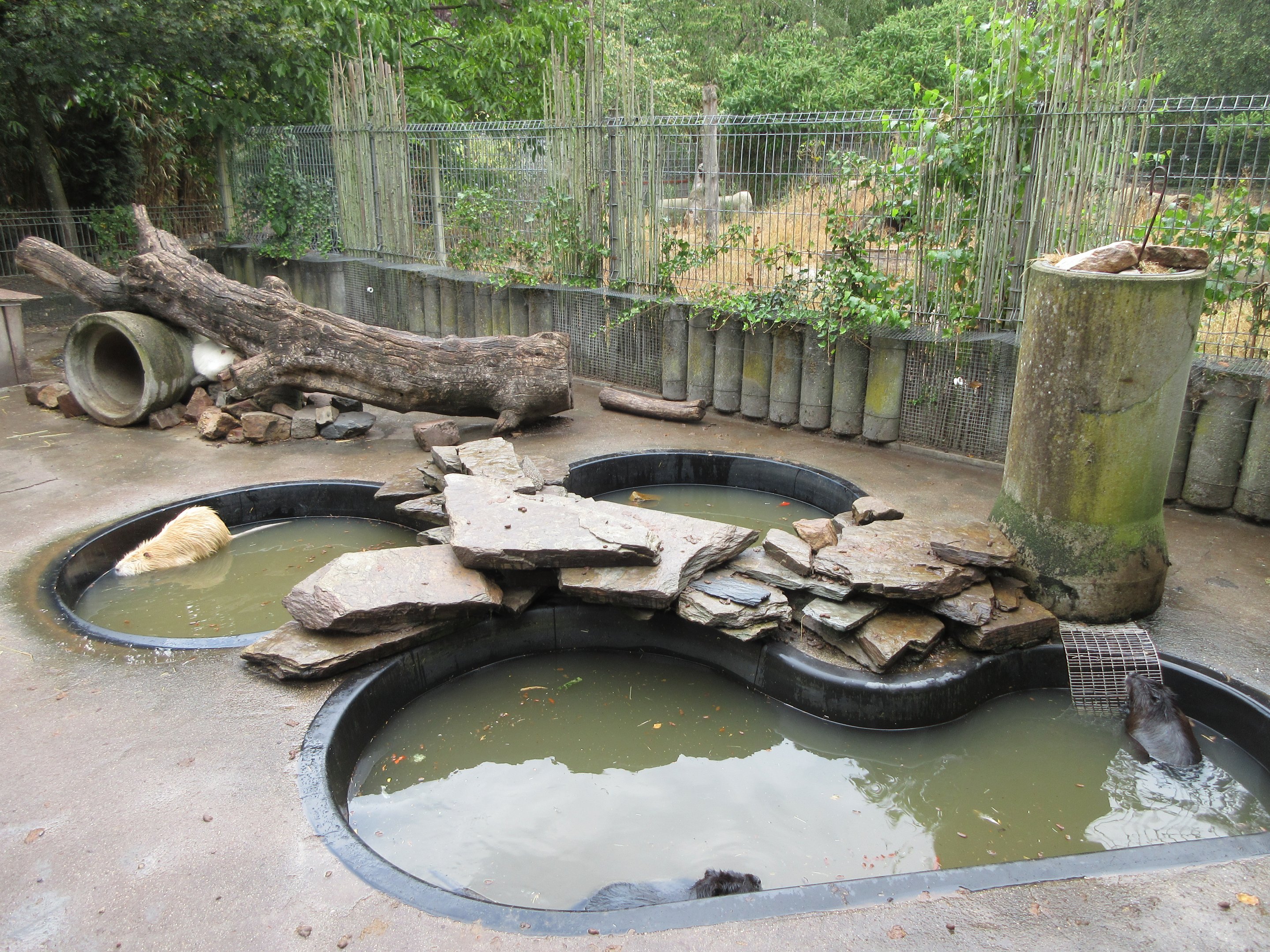 Coypu Exhibit