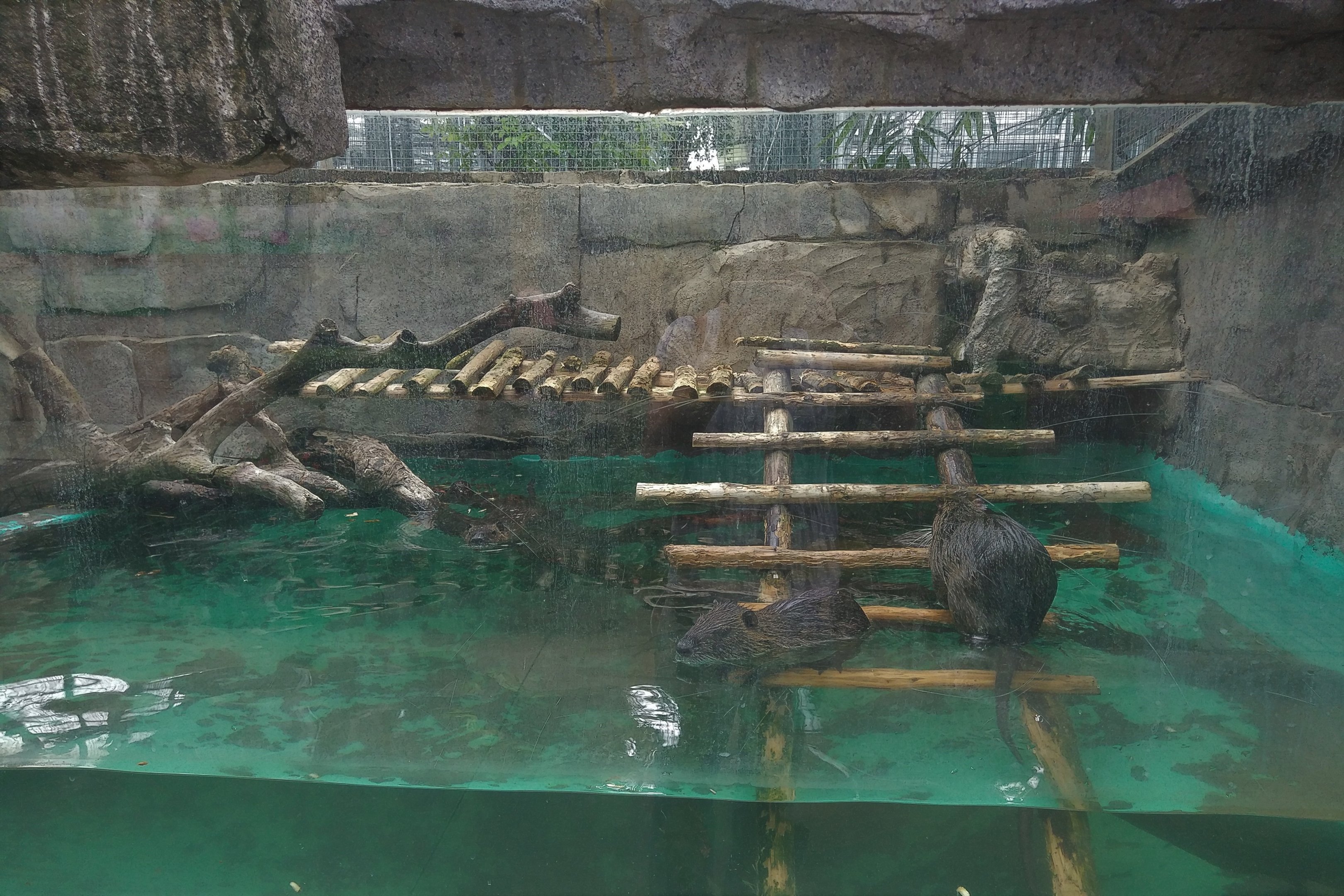 Coypu Exhibit