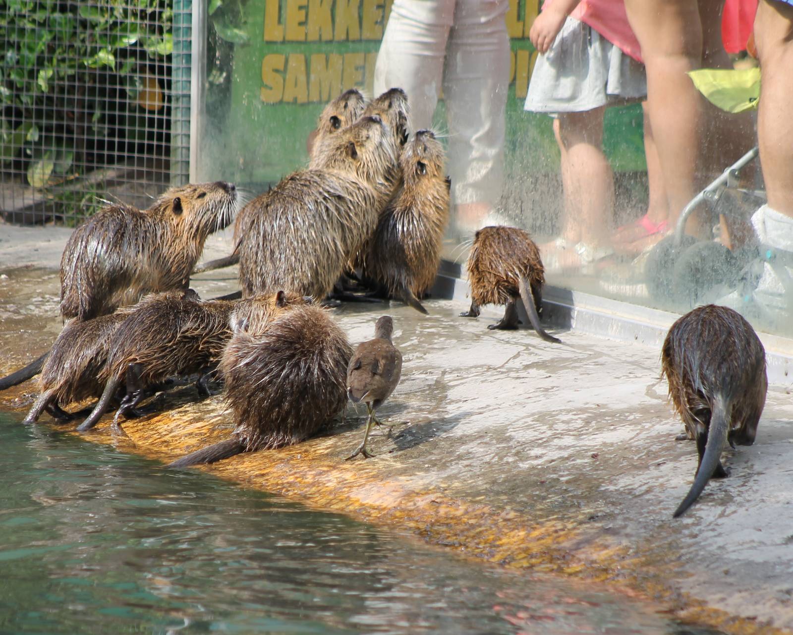 Coypu feeding