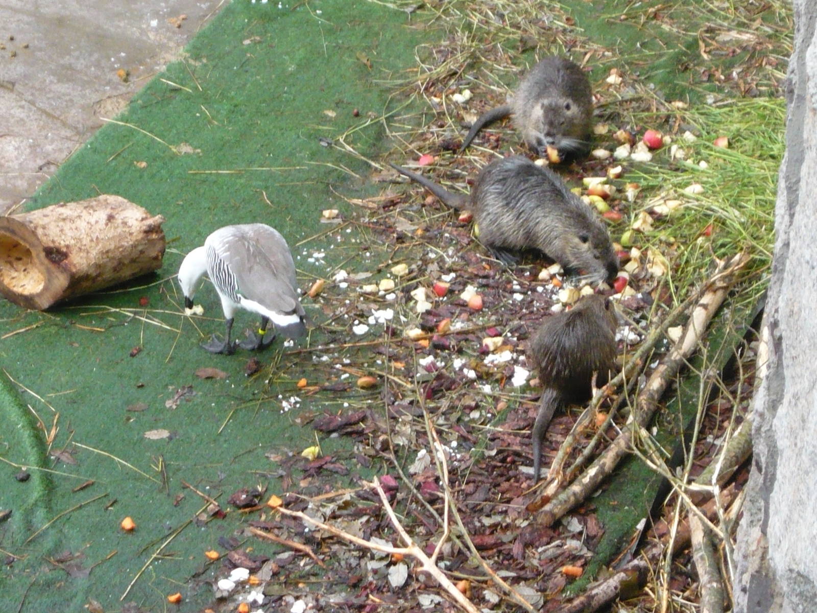 Coypu feeding