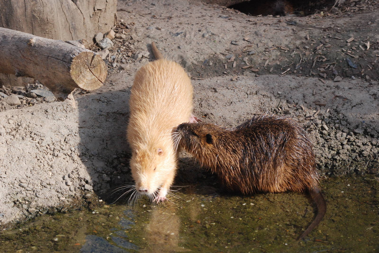 Coypu (including mutation) at Prague, 25/08/12