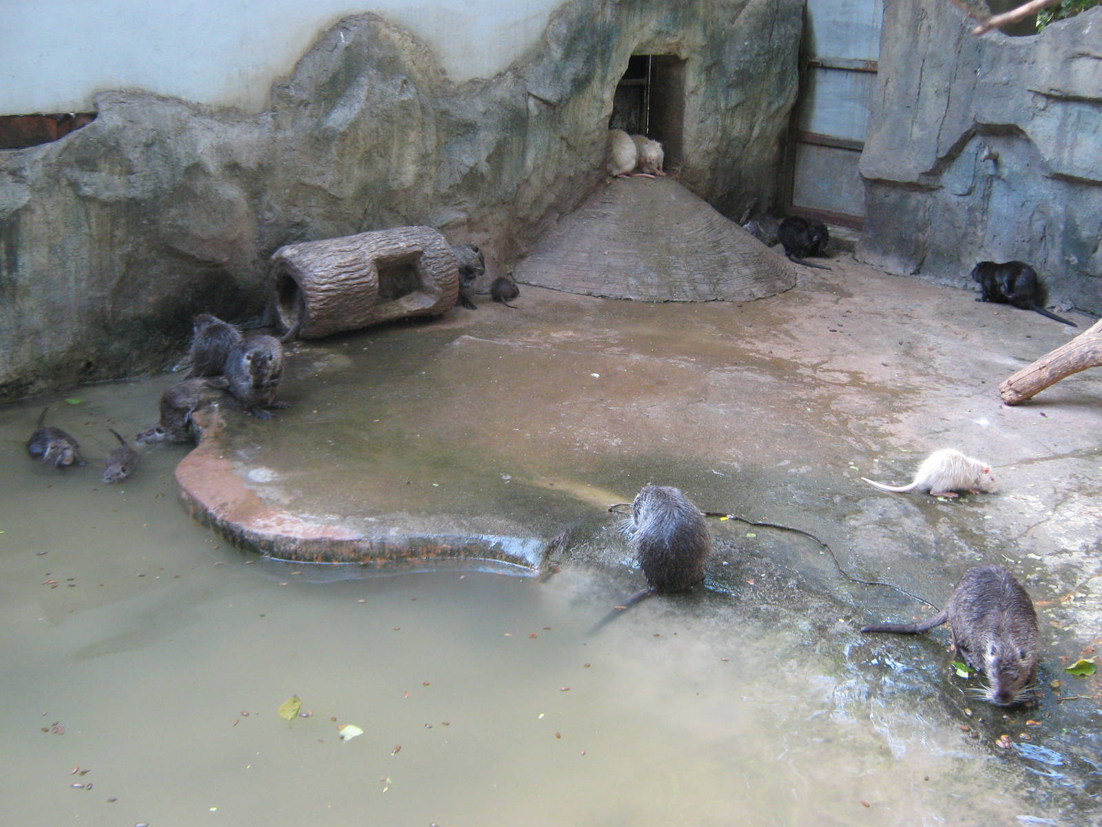 coypu (Myocastor coypus) enclosure