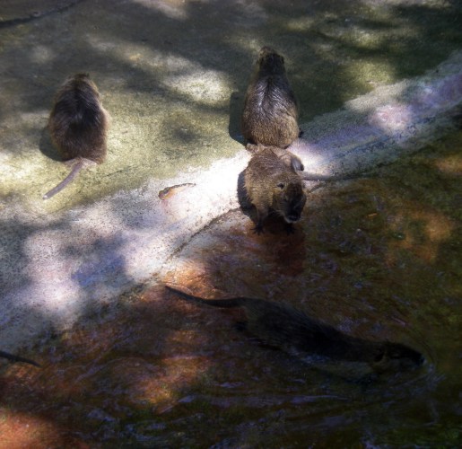 Coypu (Myocastor coypus)