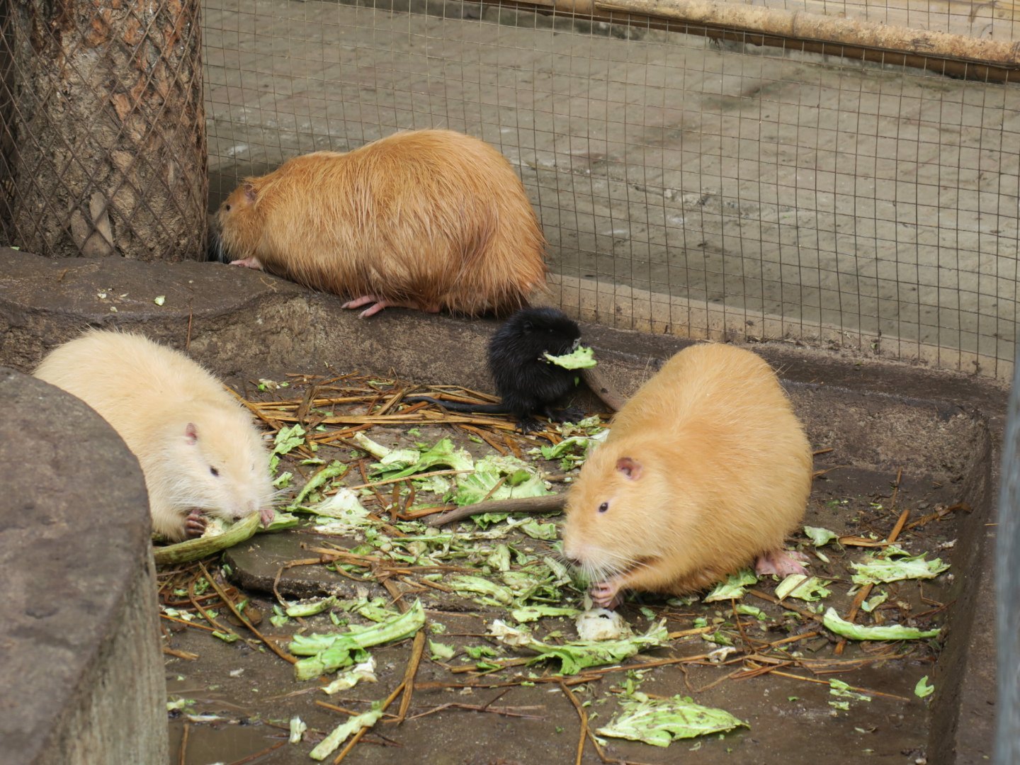 coypu (Myocastor coypus)