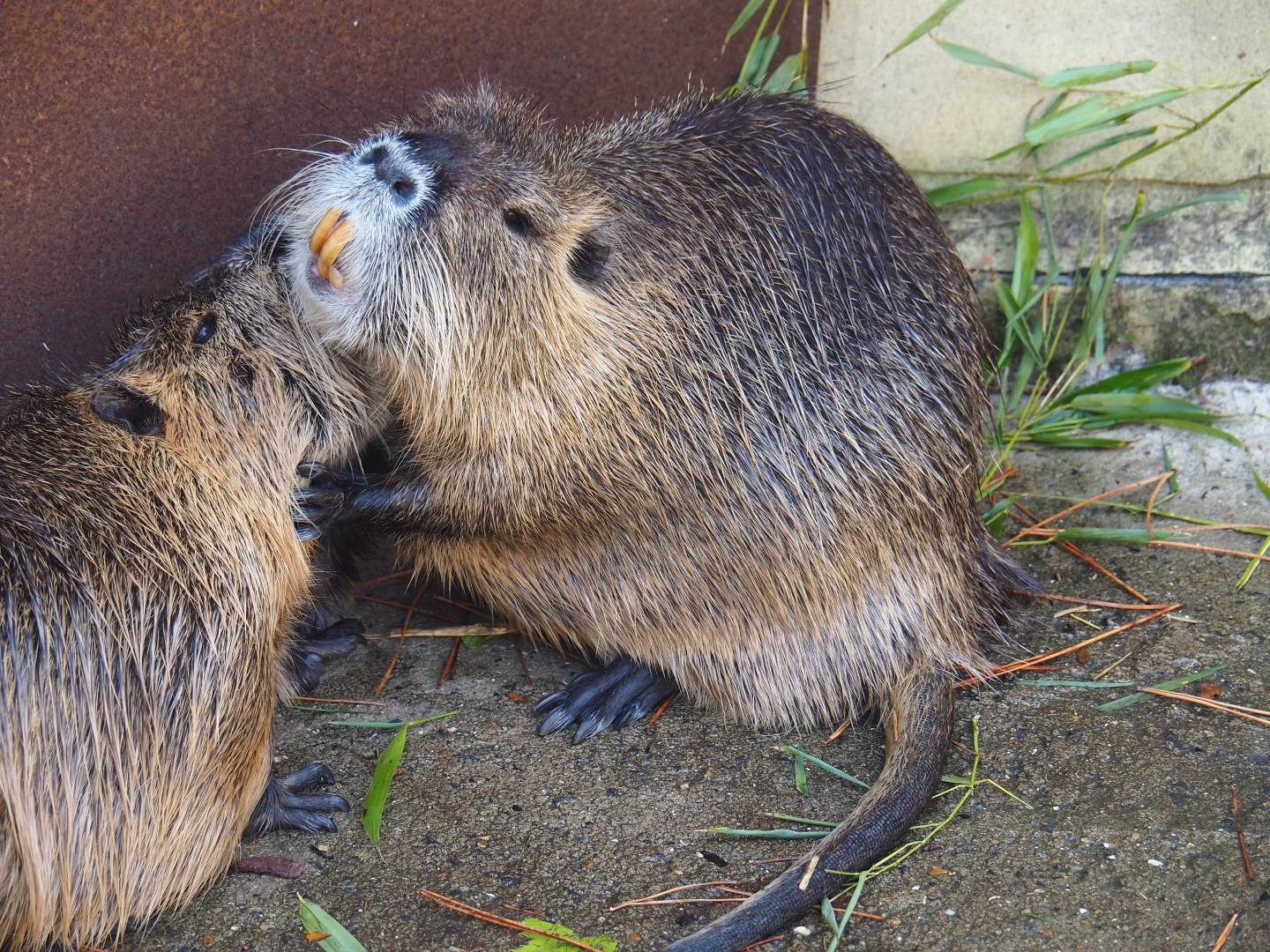 Coypu (Myocastor coypus)