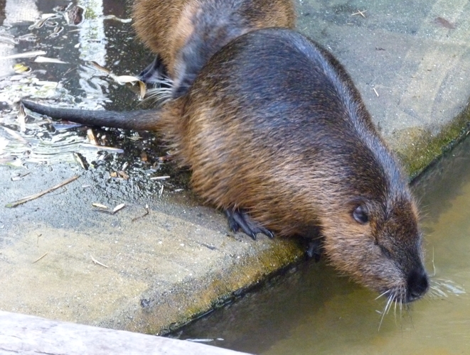 Coypu (Myocastor coypus)