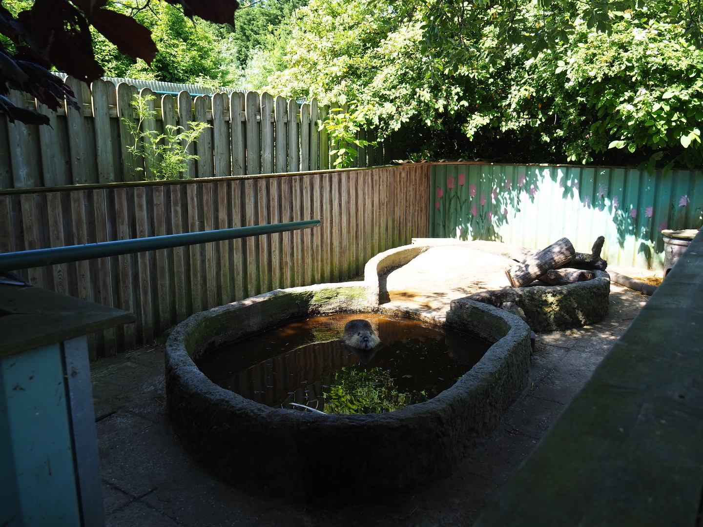 Coypu/Nutria exhibit, 2019-06-01