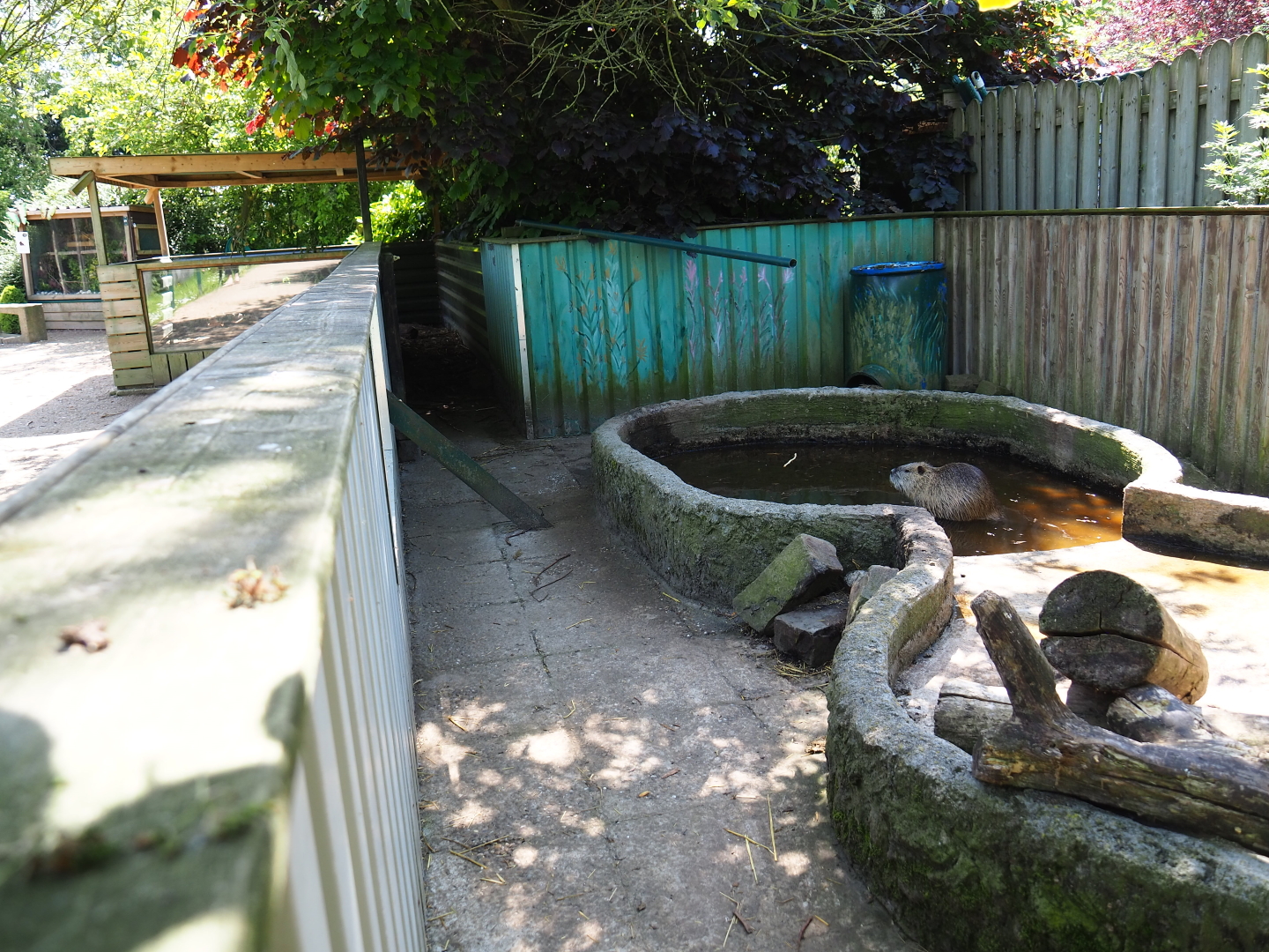 Coypu/Nutria exhibit, 2019-06-01