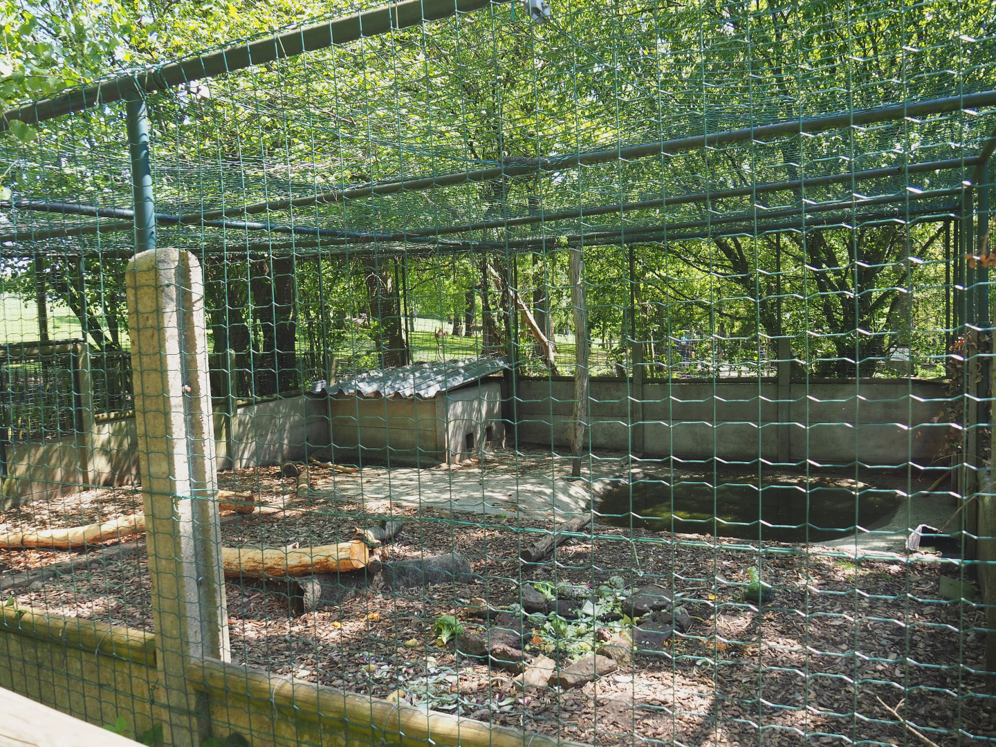 Coypu/Nutria exhibit, 2021-05-29
