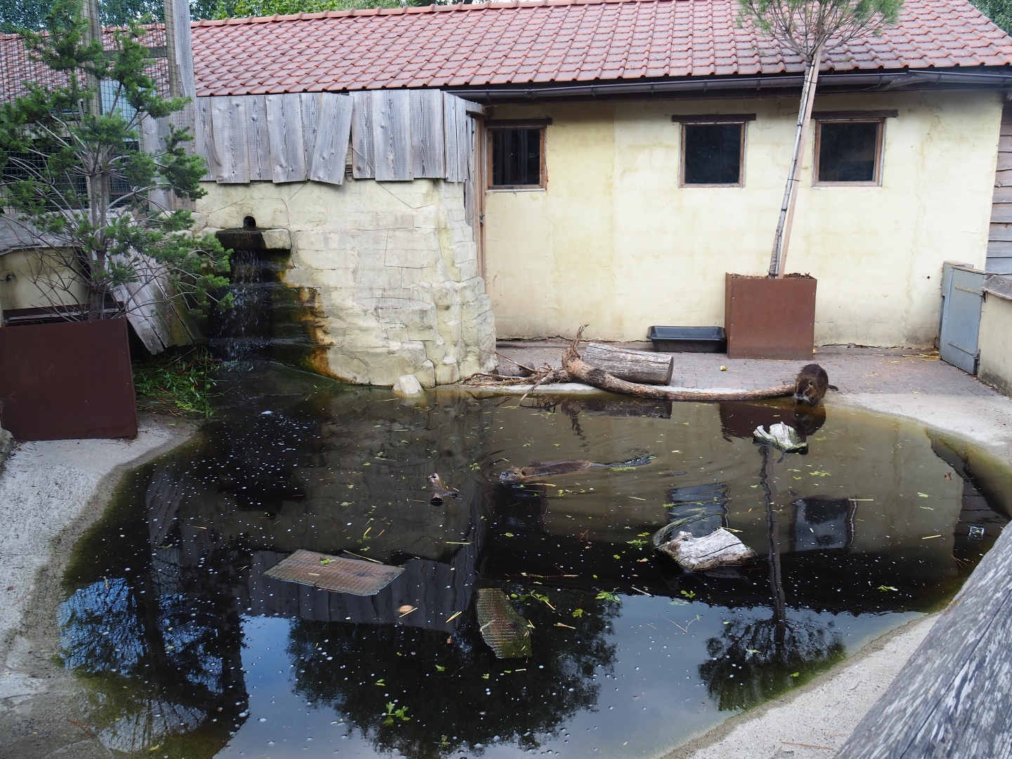 Coypu/Nutria exhibit