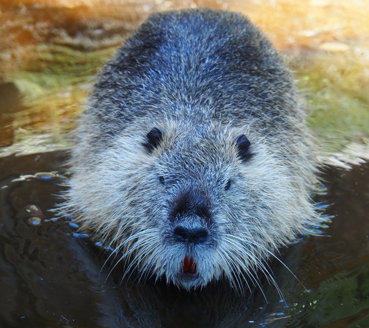 Coypu/Nutria (Myocastor coypus), 2019-06-01