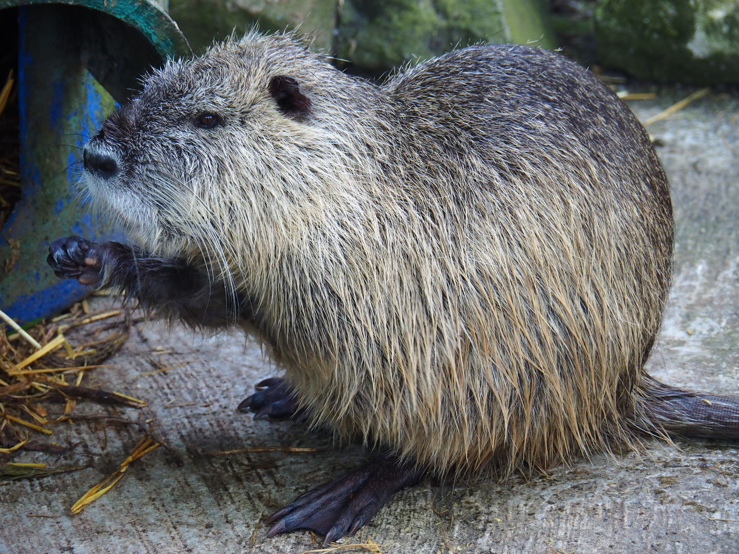 Coypu/Nutria (Myocastor coypus), 2019-06-01