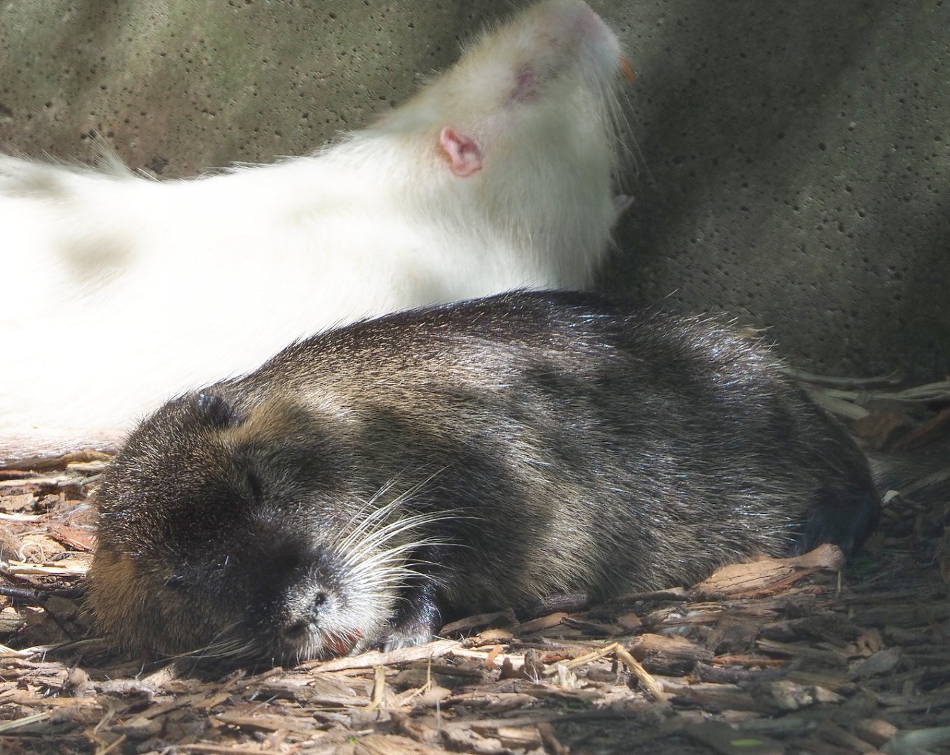 Coypu/Nutria (Myocastor coypus), 2021-05-29