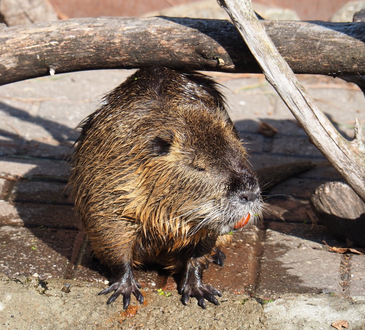 Coypu or Nutria (Myocastor coypus), 2020-09-12