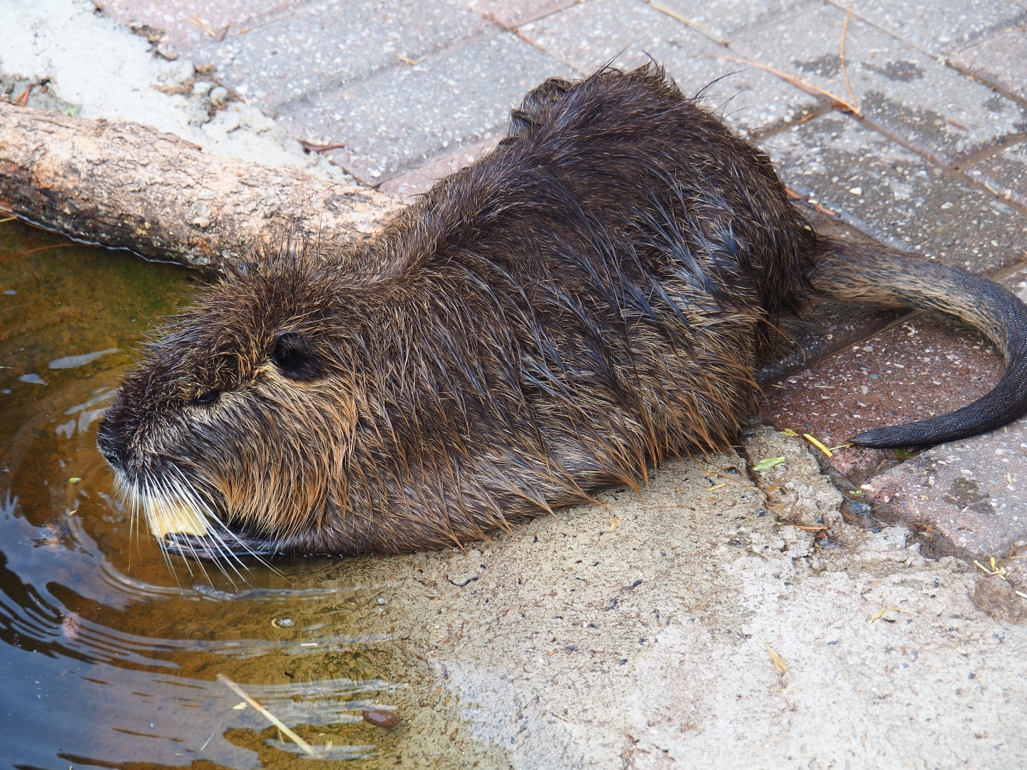 Coypu or nutria (Myocastor coypus) chewing on apple piece