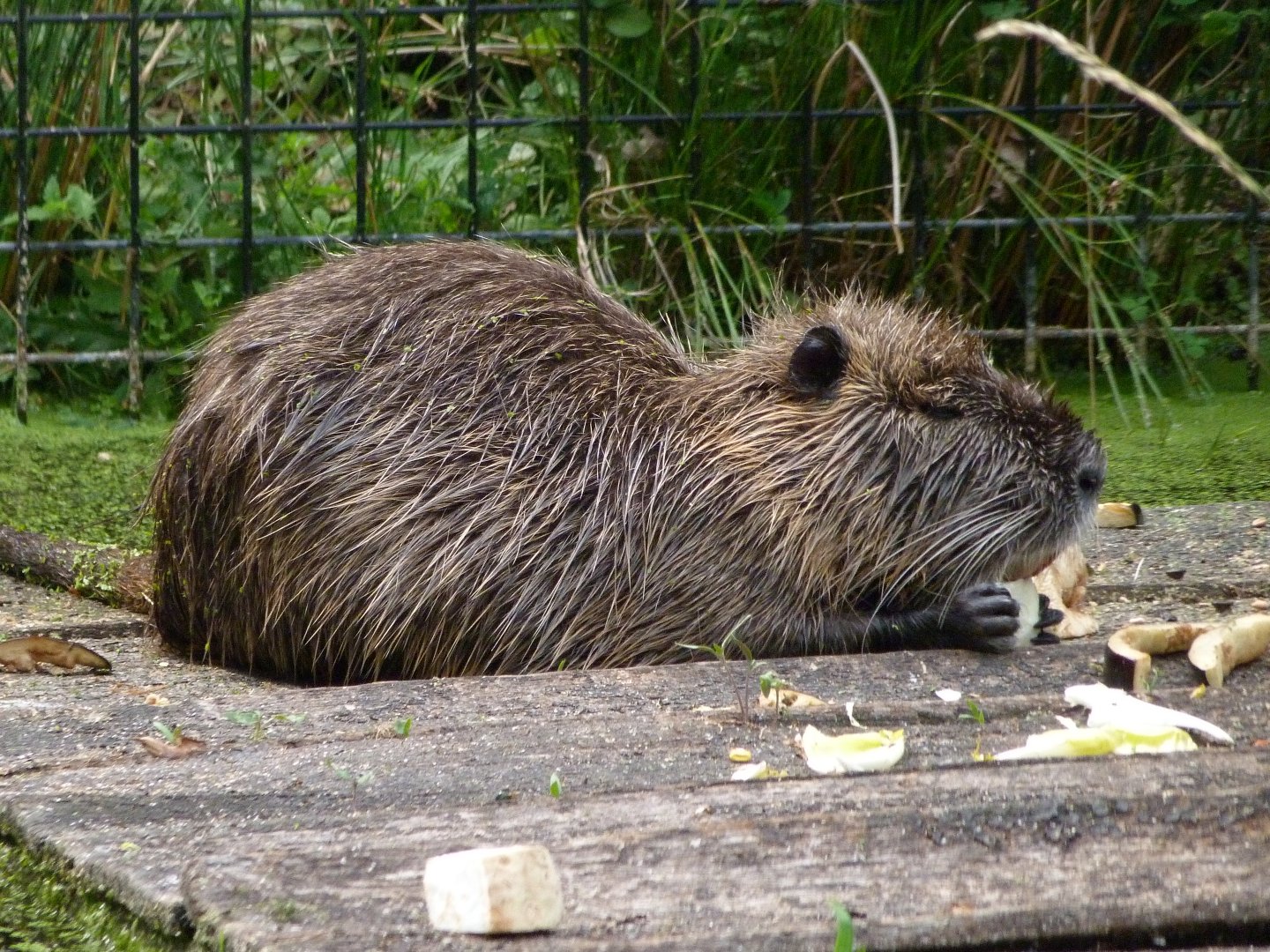 Coypu -Zoodyssée (2025)