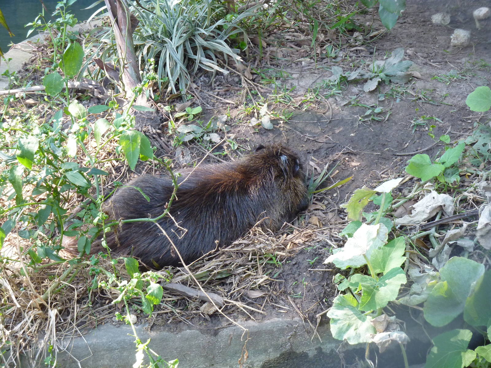 Coypu?