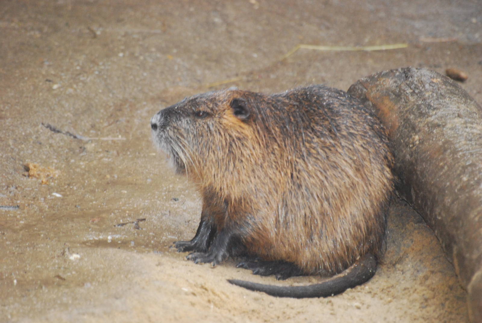 Coypu