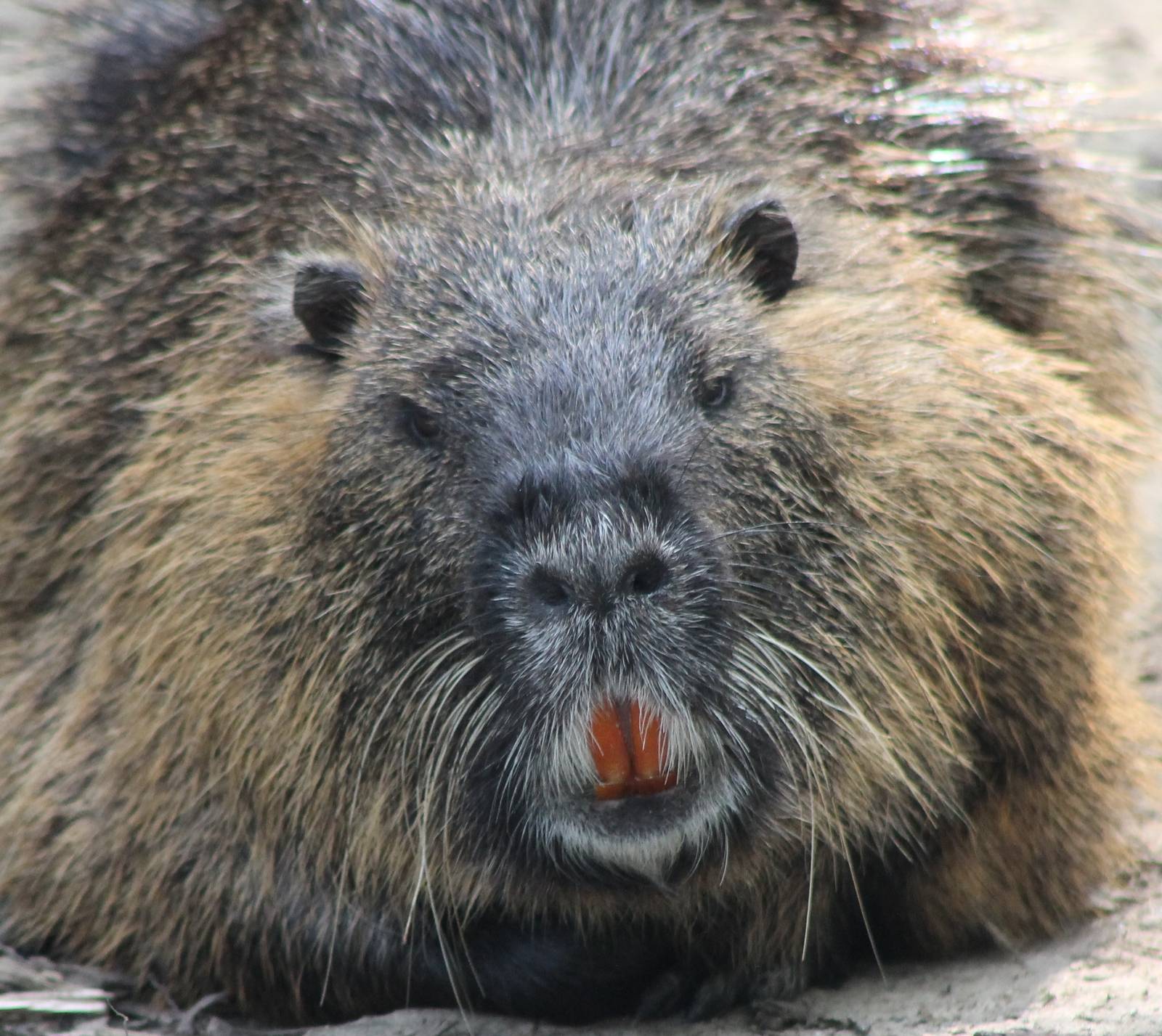 Coypu