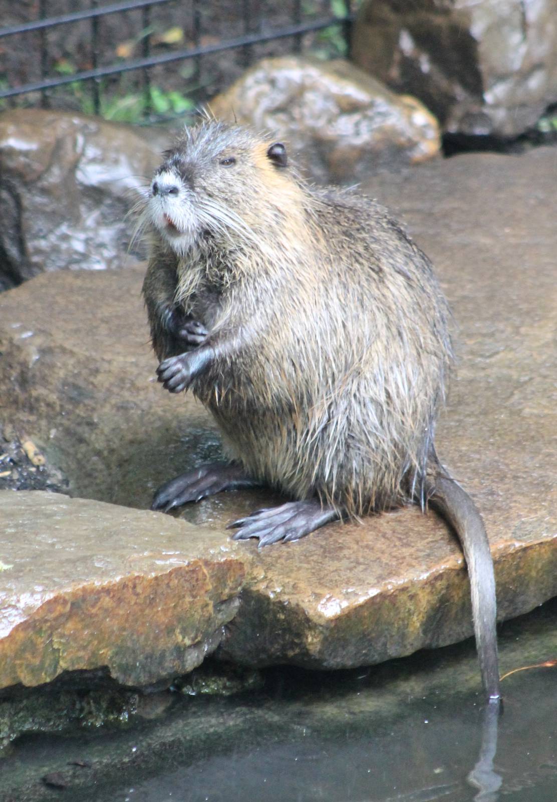 Coypu