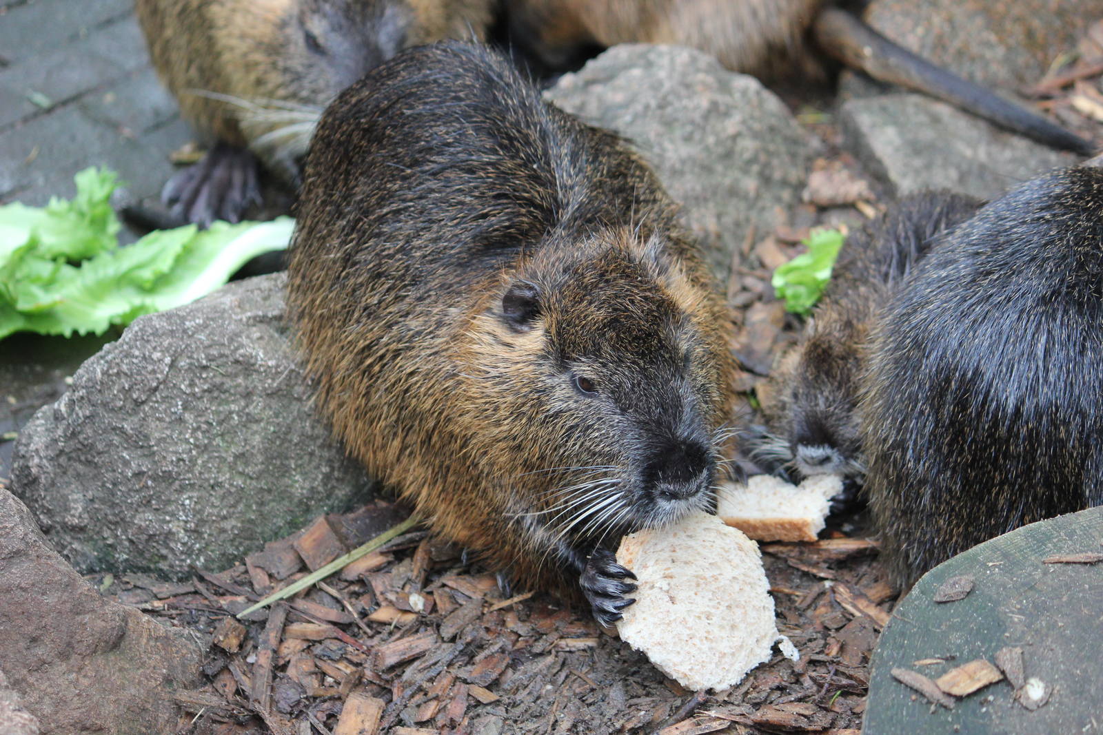 Coypu