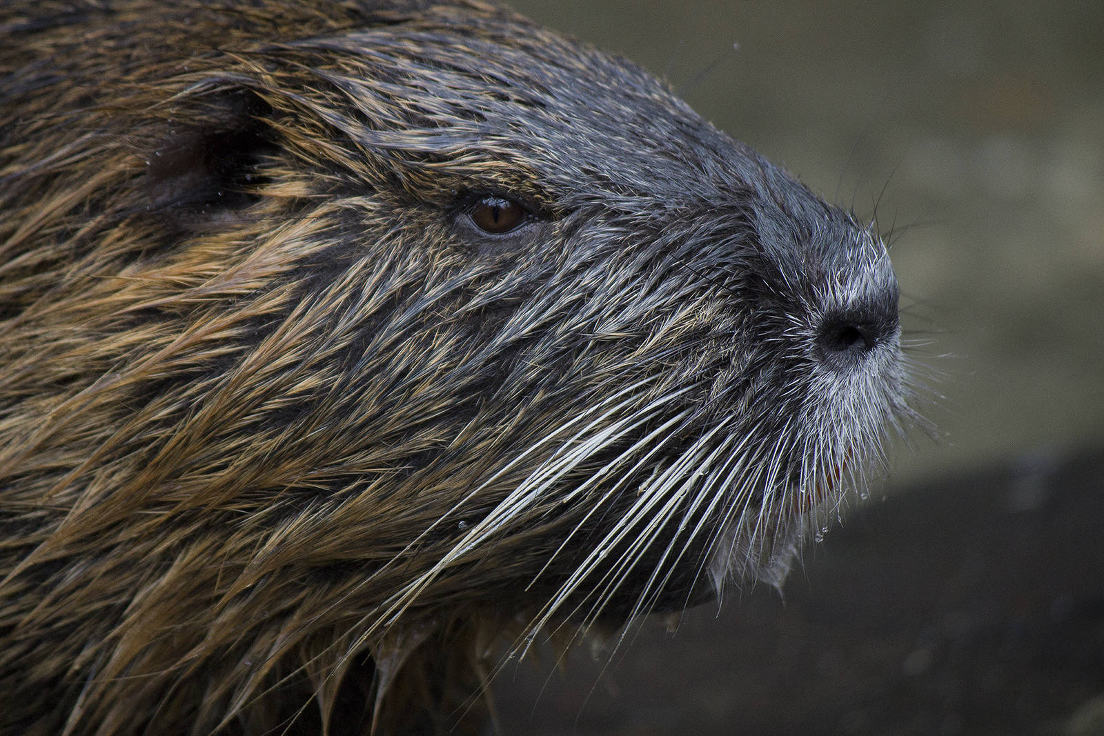 Coypu