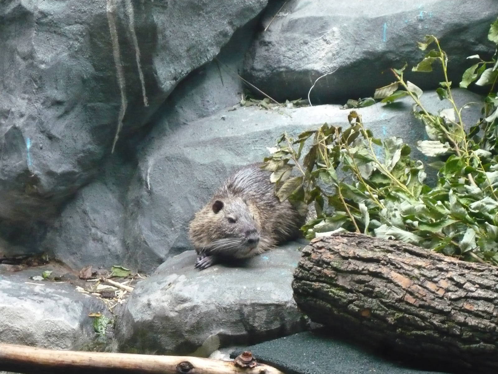 Coypu