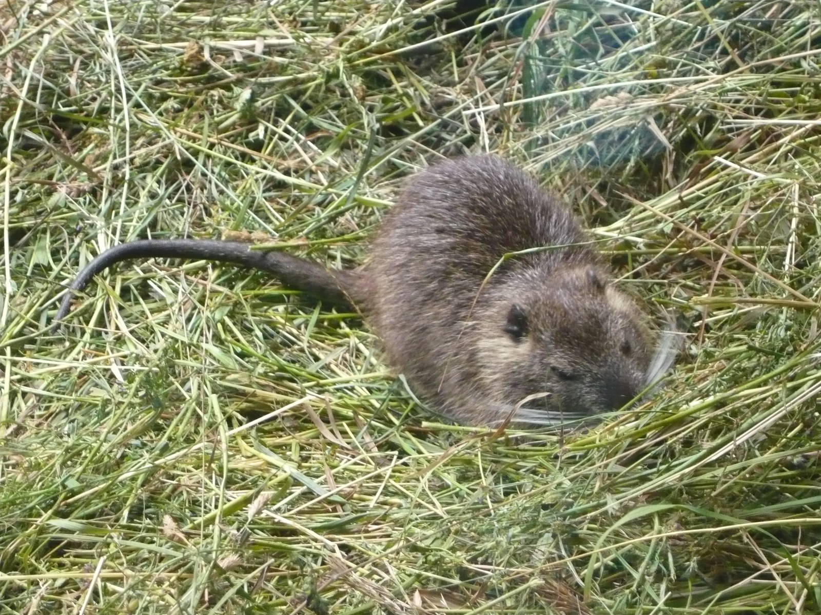 Coypu