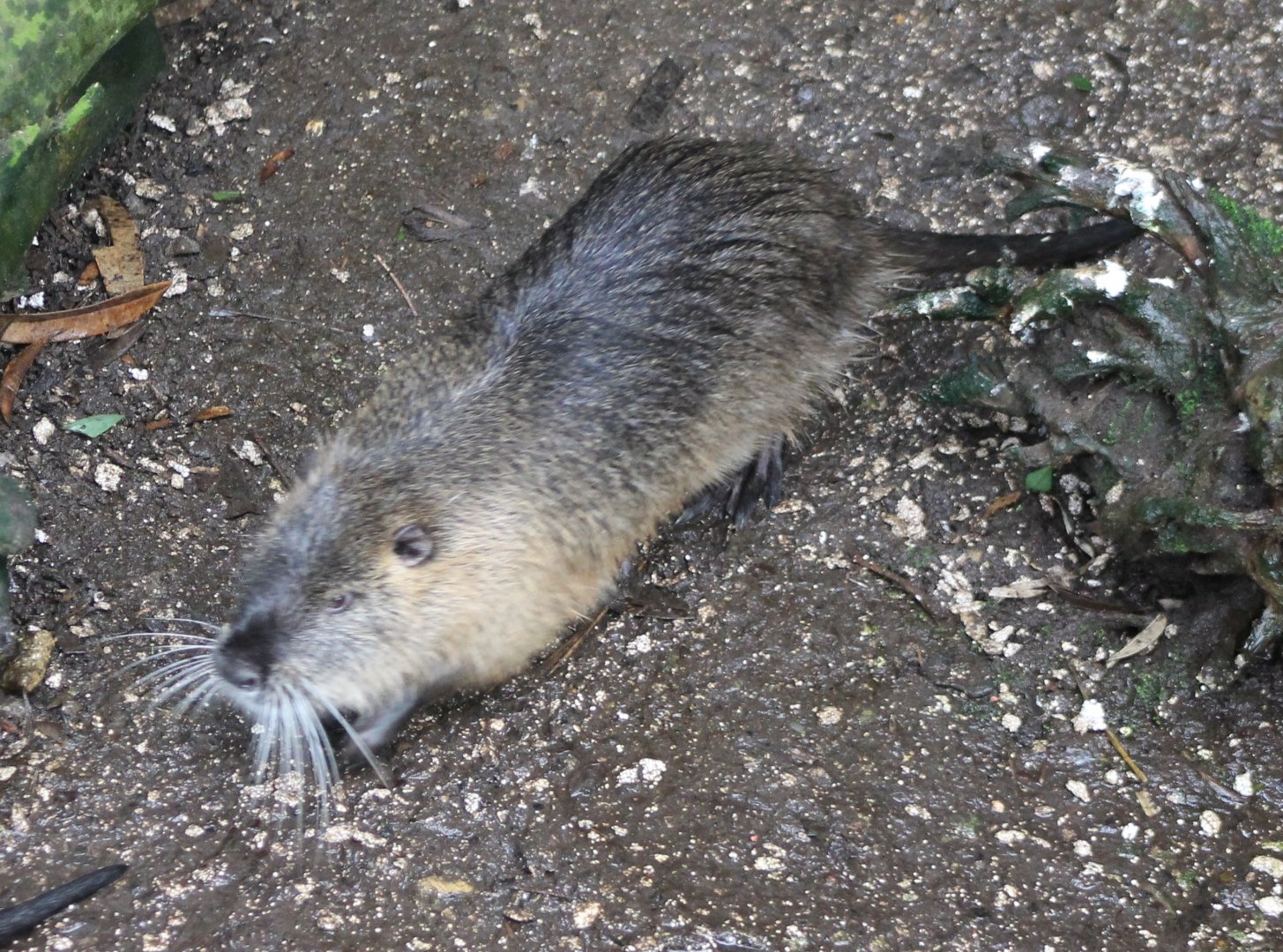 Coypu