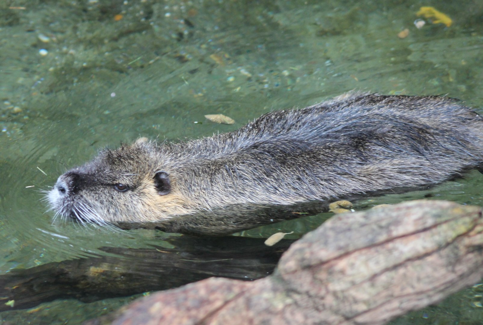 Coypu
