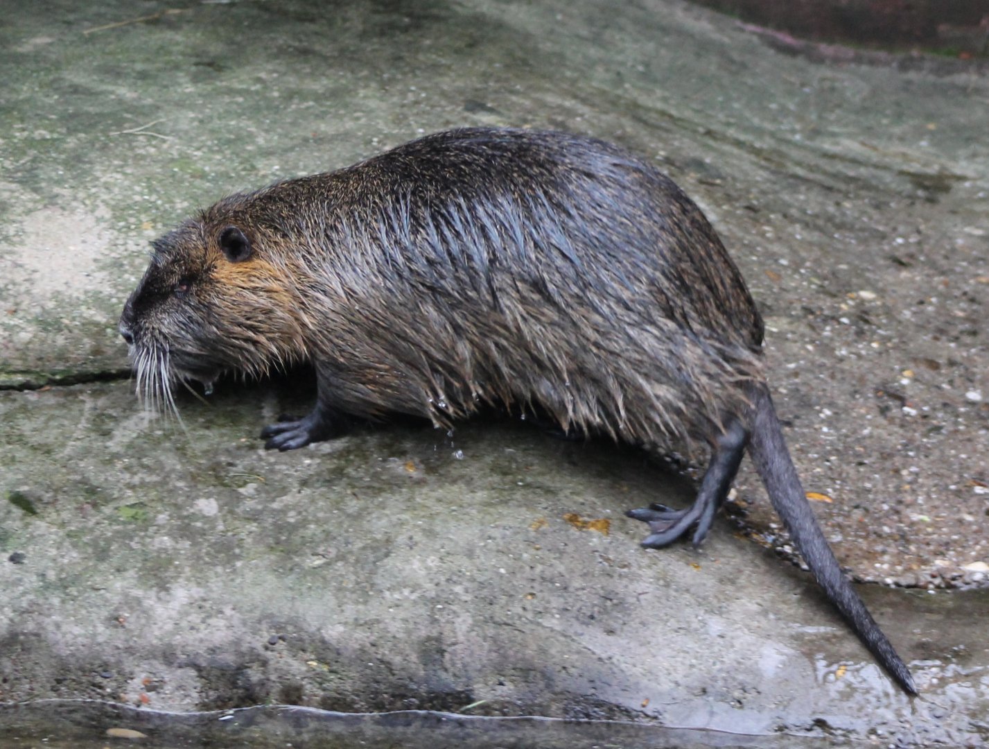 Coypu