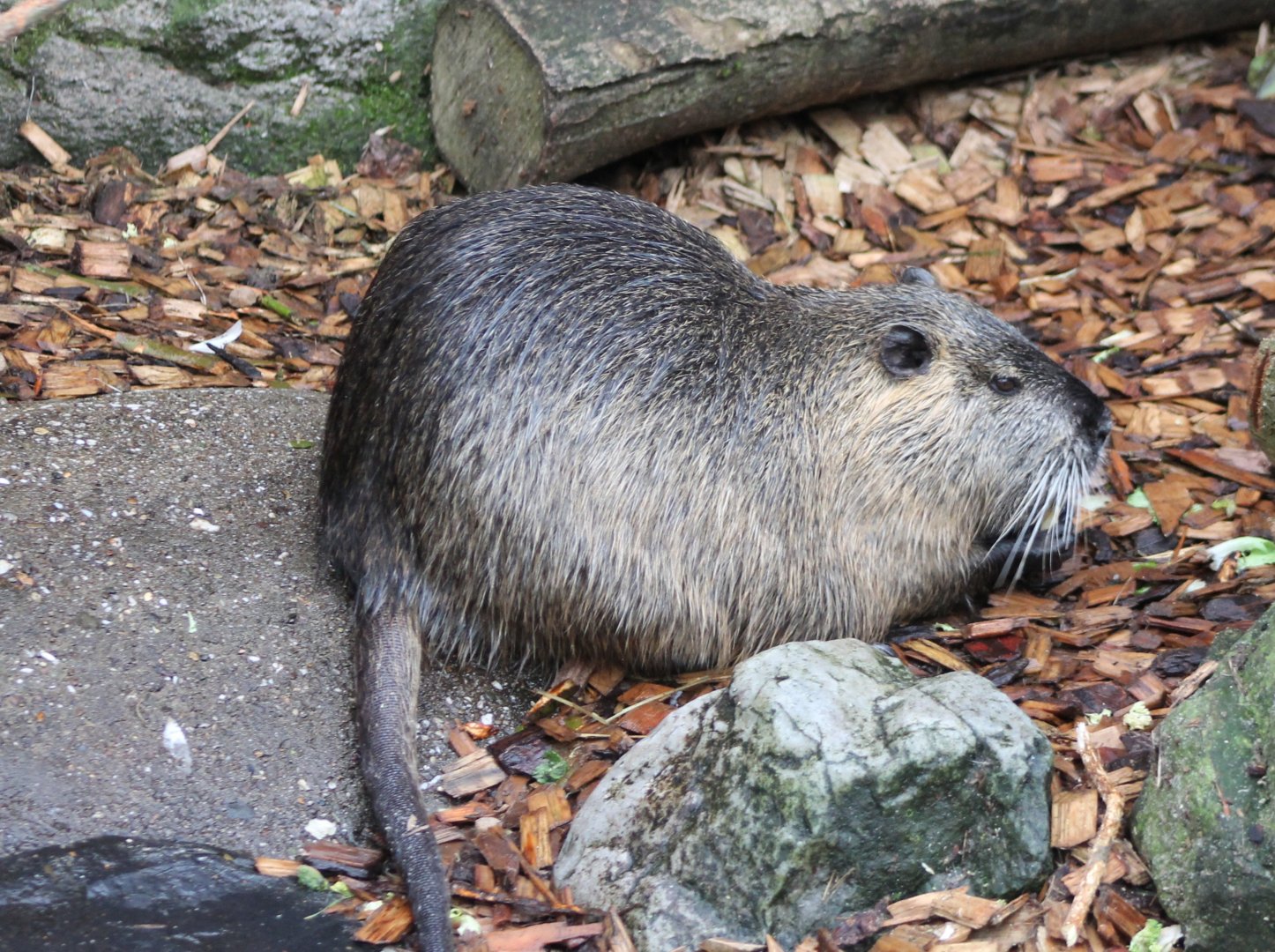 Coypu