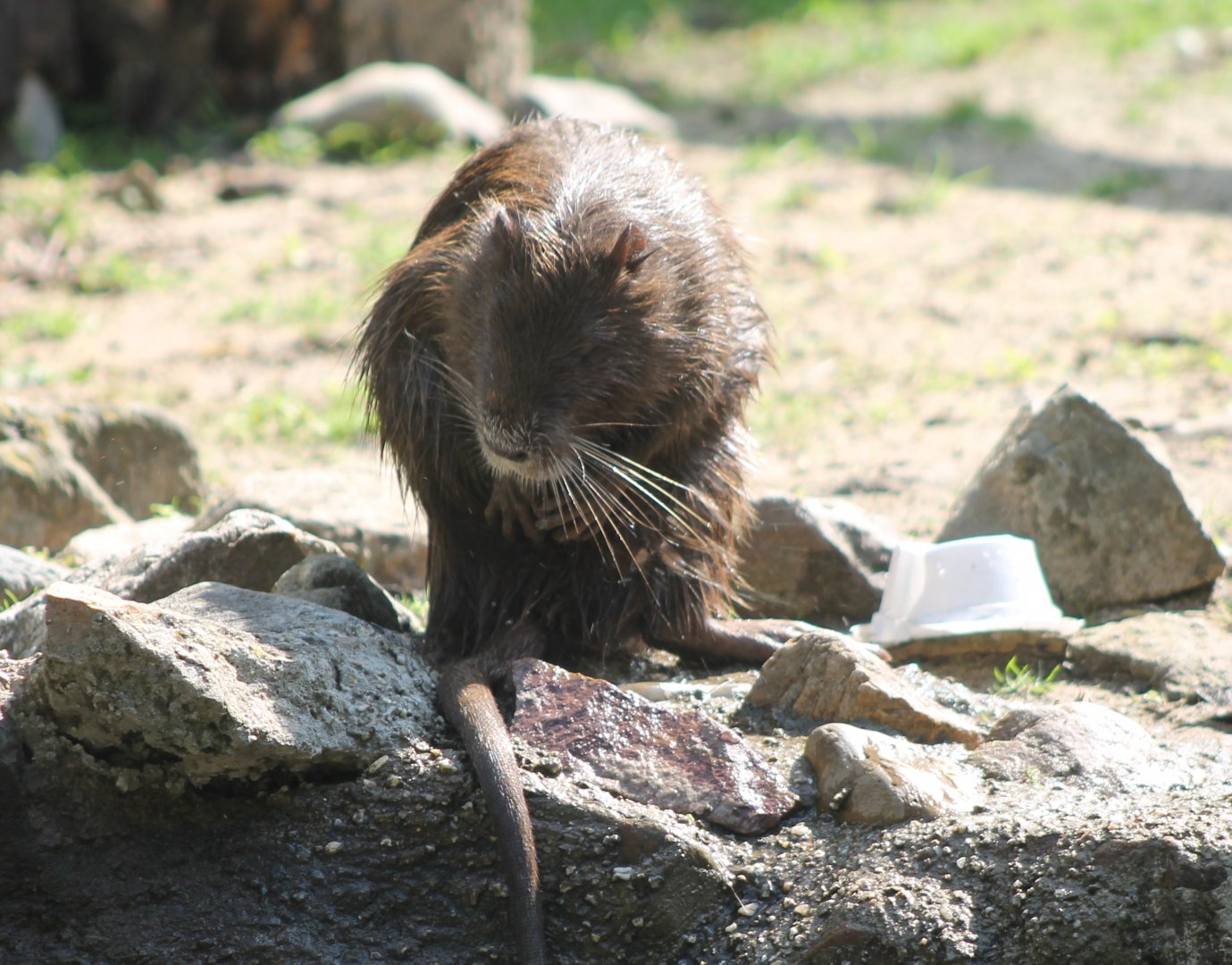 Coypu
