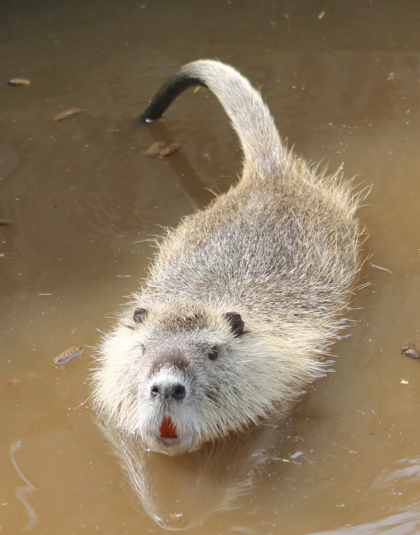 Coypu