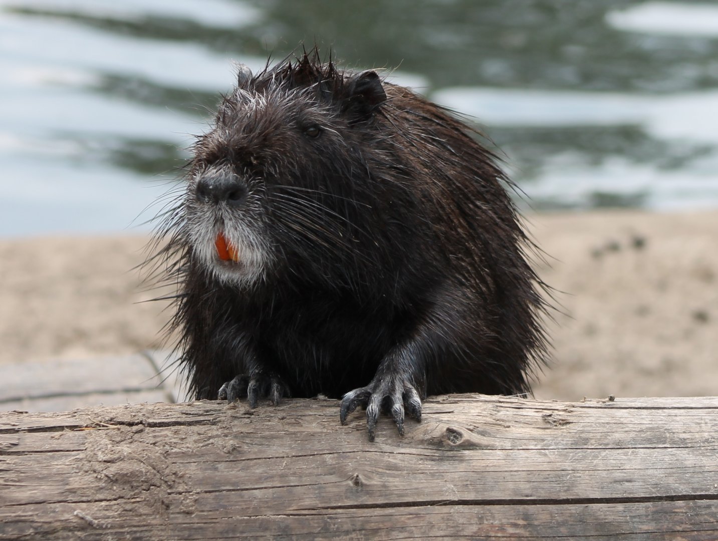 Coypu